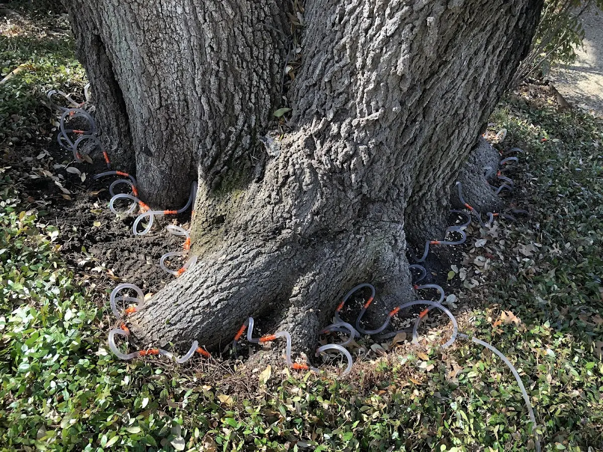 Detailed Tree Cabling and Bracing job site in Diaz