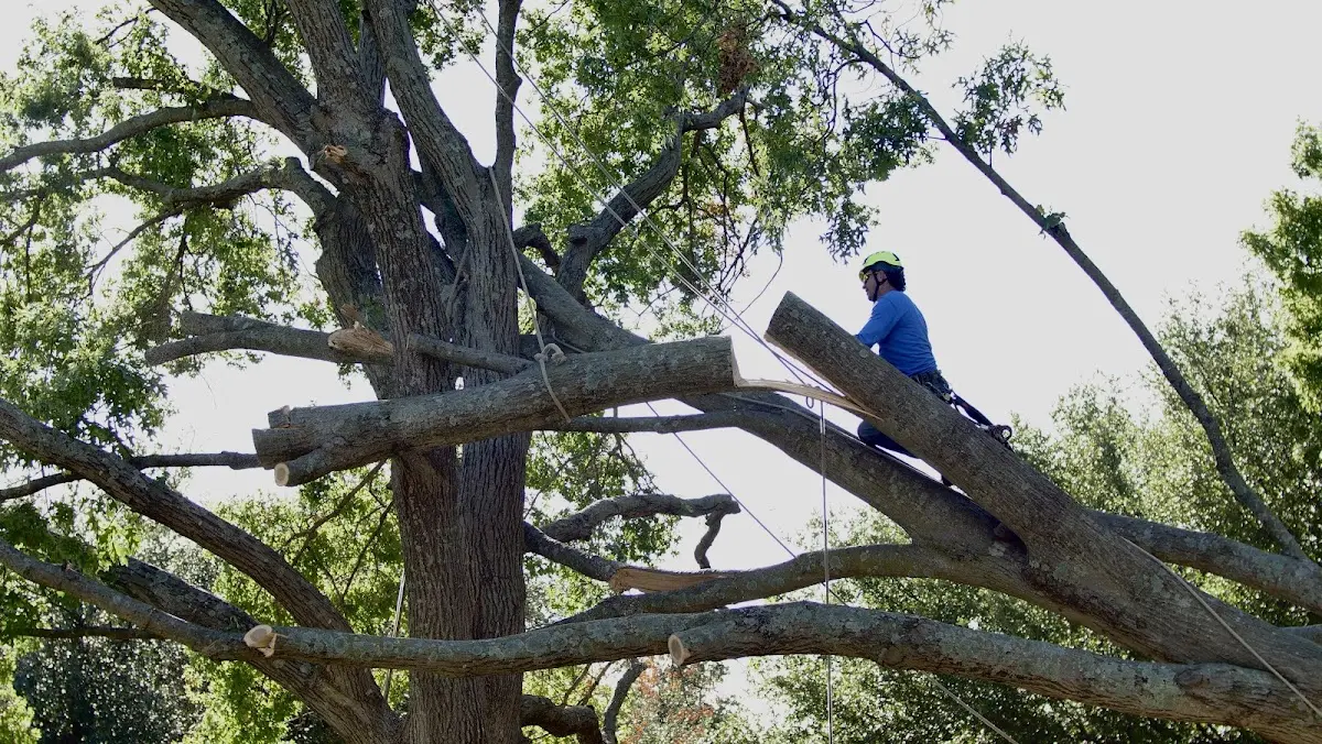 Professional Crown Thinning performed by certified arborists in Diaz
