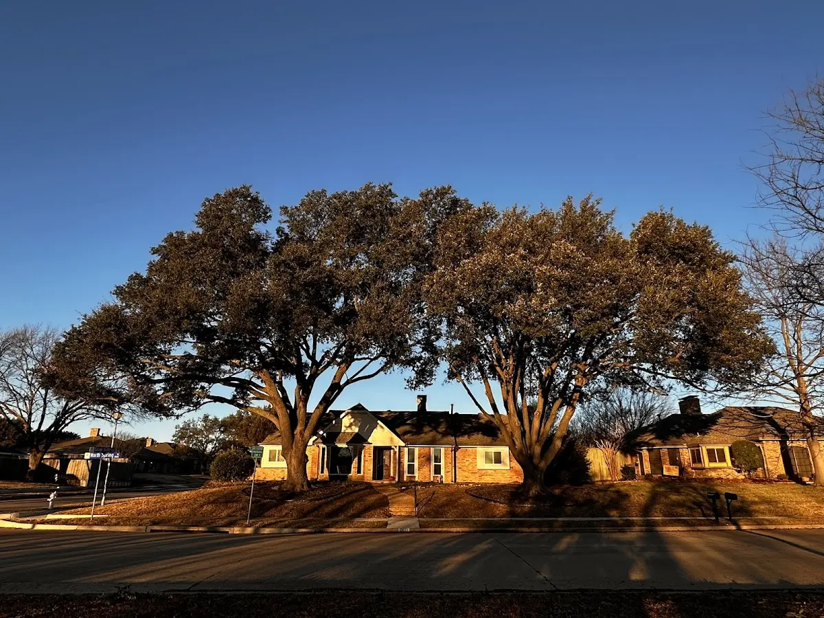 Established residential canopy tree shading a home in Diaz